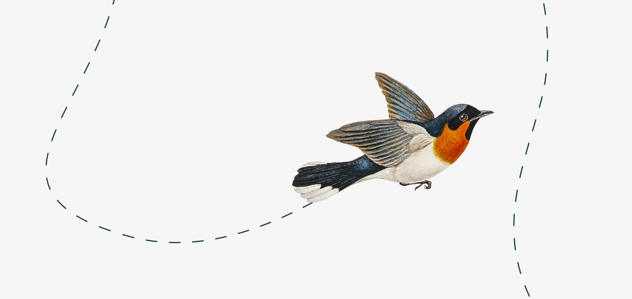Illustrazione di un pettirosso che vola.